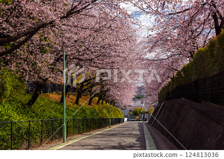 Angyohara, Kawaguchi City, Saitama Prefecture: Angyo cherry blossoms line the slope next to the parking lot of Kaijusan Manpukuji Temple's Mitsuzoin temple 124813036