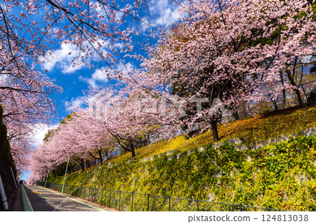 Angyohara, Kawaguchi City, Saitama Prefecture: Angyo cherry blossoms line the slope next to the parking lot of Kaijusan Manpukuji Temple's Mitsuzoin temple 124813038