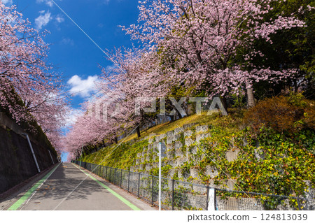 埼玉縣川口市安行原：海珠山萬福寺三藏院停車場旁的斜坡上盛開著安行櫻花 124813039