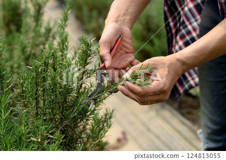 Farmer harvesting fresh rosemary herbs. Concept of organic farming and herbal agriculture Farmer harvesting fresh rosemary herbs. Concept of organic farming and herbal agriculture 124813055