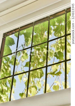 A serene view of sunlight shining through a window, casting intricate patterns on the wall made by lush green leaves outside. 124813345