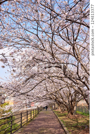 Sakura, Sakura, Sakura 124813377