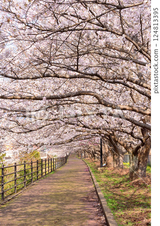 Sakura, Sakura, Sakura 124813395