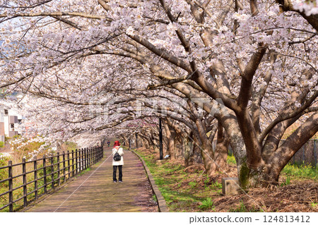 Sakura, Sakura, Sakura 124813412