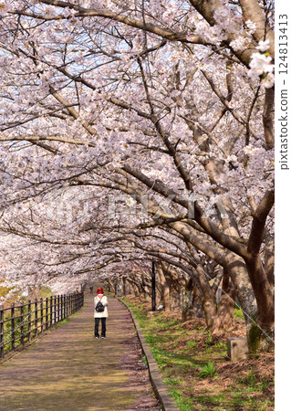 Sakura, Sakura, Sakura 124813413