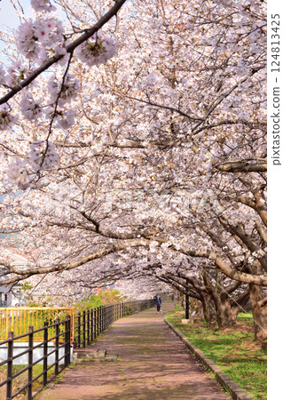 Sakura, Sakura, Sakura Sakura, Sakura, Sakura 124813425