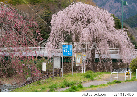 宇都茂的垂枝櫻花樹 松田町的垂枝櫻花樹 124813490