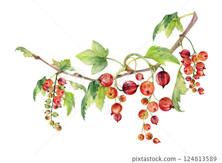 Currant gooseberry garden berry with green leaves hanging on branches in group clusters, hand drawn in watercolor. Isolated illustration for craft eco cosmetics, aroma candles, organic food jam labels Currant gooseberry garden berry with green leaves hanging on branches in group clusters, hand drawn in watercolor. Isolated illustration for craft eco cosmetics, aroma candles, organic food jam labels 124813589