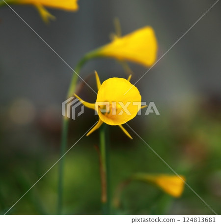 襯裙水仙花 124813681