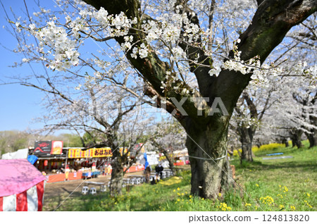 Cherry blossoms in full bloom - Cherry blossom viewing season has arrived! Cheers to the stalls! Spring ingredients Cherry blossoms in full bloom - Cherry blossom viewing season has arrived! Cheers to the stalls! Spring ingredients 124813820