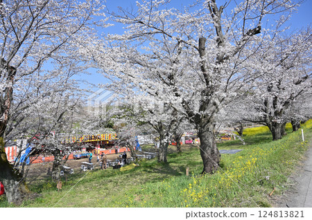 Cherry blossoms in full bloom - Cherry blossom viewing season has arrived! Cheers to the stalls! Spring ingredients Cherry blossoms in full bloom - Cherry blossom viewing season has arrived! Cheers to the stalls! Spring ingredients 124813821