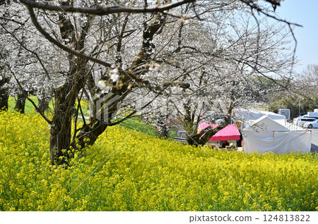 Cherry blossoms in full bloom - Cherry blossom viewing season has arrived! Cheers to the stalls! Spring ingredients Cherry blossoms in full bloom - Cherry blossom viewing season has arrived! Cheers to the stalls! Spring ingredients 124813822