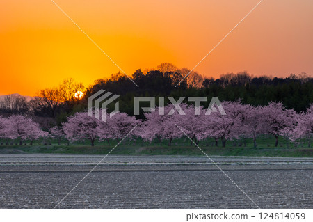 Kita-Asaba Sakurazutsumi Park, Sakado City, Saitama Prefecture Rows of early-blooming Angyo Kanzakura trees and the sun setting in the sunset sky 124814059