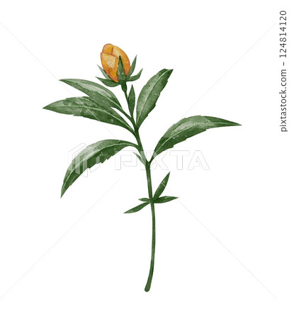 St. John's Wort flower with green stem and leaves, botanical watercolor illustration 124814120