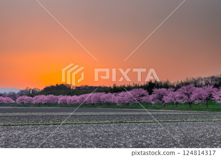 Kitaasaba Sakura Tsutsumi Park, Sakado City, Saitama Prefecture - Rows of early-blooming Angyokan cherry trees in full bloom and the sunset sky just after sunset 124814317