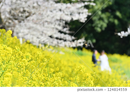 Cherry blossom trees in full bloom and rapeseed fields - Pre-wedding photos taken with a drone Cherry blossom trees in full bloom and rapeseed fields - Pre-wedding photos taken with a drone 124814559