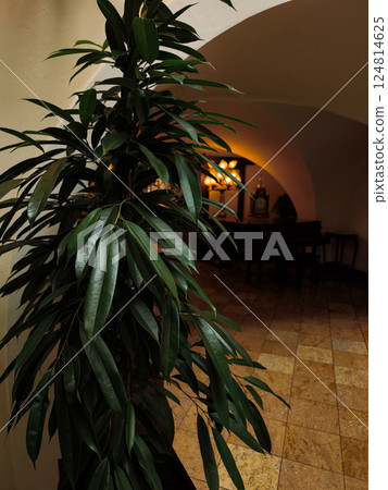 Potted plant illuminating a corridor in prague copy space Potted plant illuminating a corridor in prague copy space 124814625