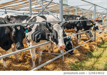 Close-up portrait of a young Holstein cow 124814632