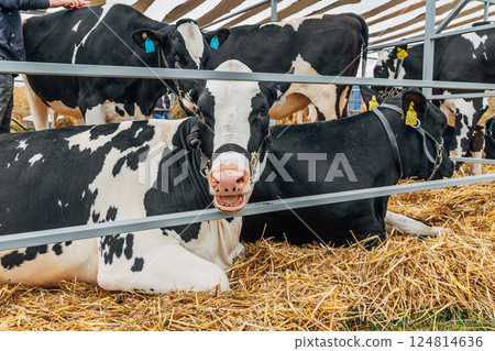Close-up portrait of a young Holstein cow 124814636