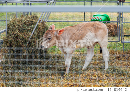 Brown calf behind wire fence Brown calf behind wire fence 124814642