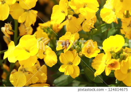 Rape blossoms and bees 124814675