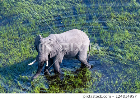 Aerial View of an African Elephant 124814957