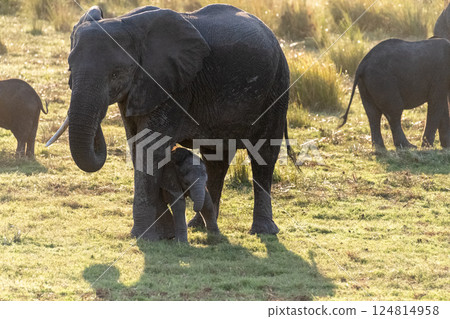 African Elephant in Chobe National Park 124814958