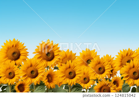 Sunflower field with cloudy blue sky 124815042