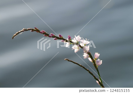 Waterside knotweed Waterside knotweed 124815155