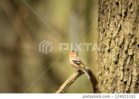 A chaffinch bird sits and sings on a tree branch 124815181