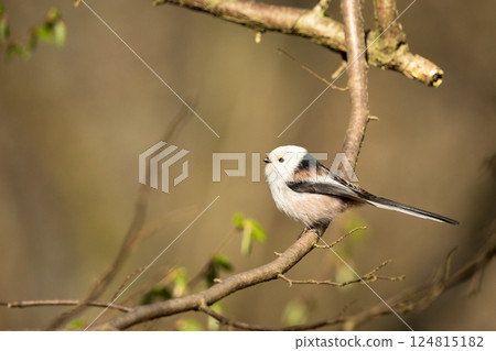 A long-tailed tit sitting on a branch 124815182