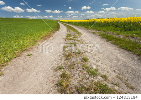 Wide dirt road with green grain field and yellow rapeseed field and white clouds on the blue sky Wide dirt road with green grain field and yellow rapeseed field and white clouds on the blue sky 124815184