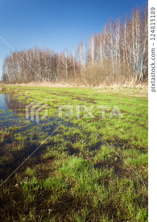 Wet meadow and grass with trees on the horizon and blue sky, spring view 124815189