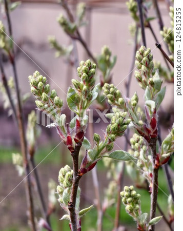 Amelanchier Canadensis buds in early spring. It produces delicate white flowers.Small tree or shrub commonly found in eastern North America. Amelanchier Canadensis buds in early spring. It produces delicate white flowers.Small tree or shrub commonly found in eastern North America. 124815255