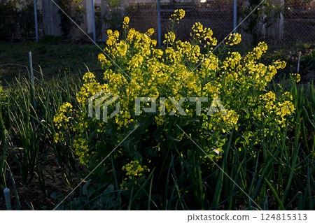 Rape blossoms blooming in a vacant lot on a spring evening Rape blossoms blooming in a vacant lot on a spring evening 124815313