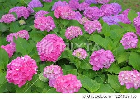 Vivid pink hydrangea Vivid pink hydrangea 124815416