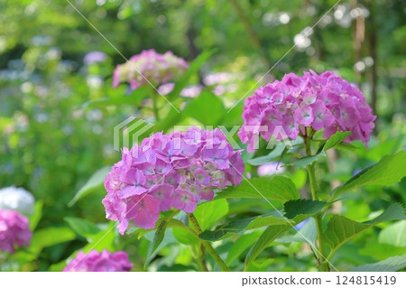 Hydrangea blooming in the clear of the rainy season Hydrangea blooming in the clear of the rainy season 124815419