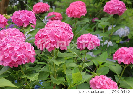 Vivid pink hydrangea 124815430