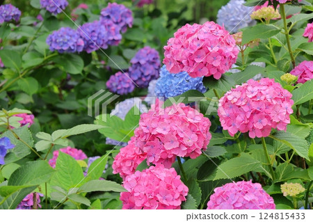 Bright pink hydrangea 124815433