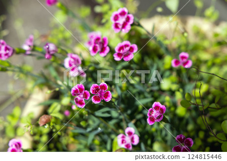 Beautiful bright background with purple carnations grass Beautiful bright background with purple carnations grass 124815446