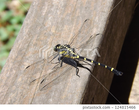 Koniyanma Koniyanma 124815466