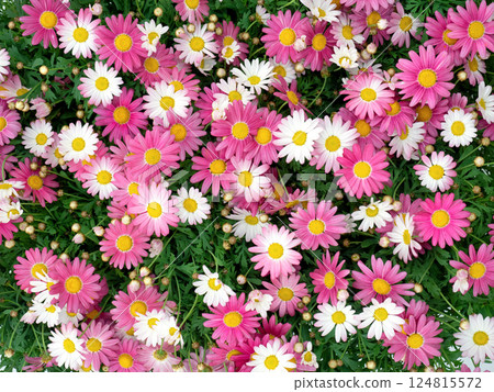Colorful margaret flower seedlings 124815572