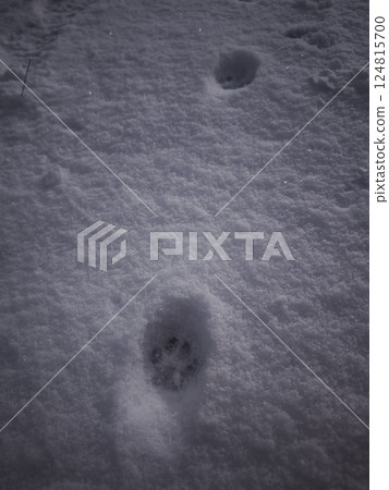 Dog paw prints tracking across untouched snowfall, marking white landscape in prague winter scene Nature Reserve Cihelna v Bazantnici, protected area, Hloubetin 124815700