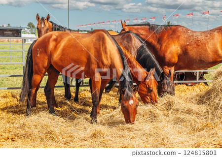 Portraits of Arabian stallions. Horses in a stall 124815801