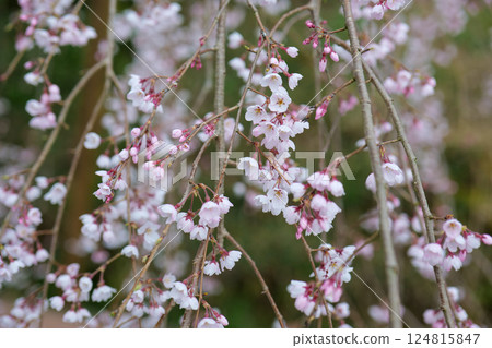 Danjoito cherry blossoms in Shikano 124815847