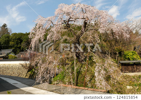 Danjoito cherry blossoms in Shikano 124815854