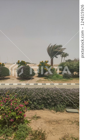 Wind blowing palm trees in marsa alam, egypt Wind blowing palm trees in marsa alam, egypt 124815926