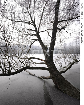 Bare tree leaning over frozen lake pond in prague during winter Nature park Smetanka 124815928