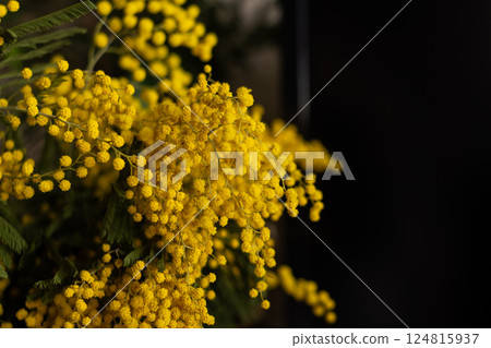 Bright yellow mimosa flowers in full bloom. Ideal for spring designs, greeting cards, floral backgrounds Bright yellow mimosa flowers in full bloom. Ideal for spring designs, greeting cards, floral backgrounds 124815937
