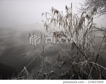 Frozen reeds emerging from icy water of pond in prague, czechia Nature park Smetanka Frozen reeds emerging from icy water of pond in prague, czechia Nature park Smetanka 124815940